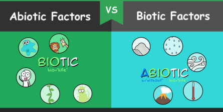 Difference Between Abiotic And Biotic Factors Bio Differences