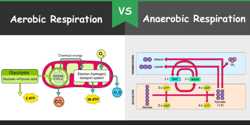 Difference between Aerobic and Anaerobic Respiration – Bio Differences