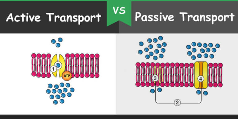 What Is The Main Difference Between Passive And Active Transport Of Materials Across A Cell Membrane