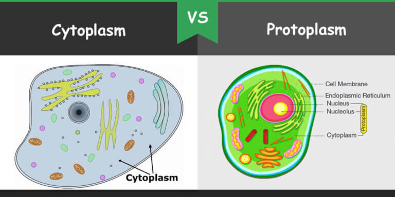 Build a cell membrane activity image
