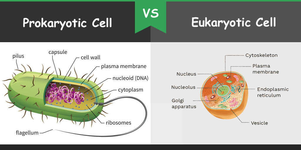 Animal Cells Prokaryotic And Eukaryotic - Prokaryotes Vs Eukaryotes ...