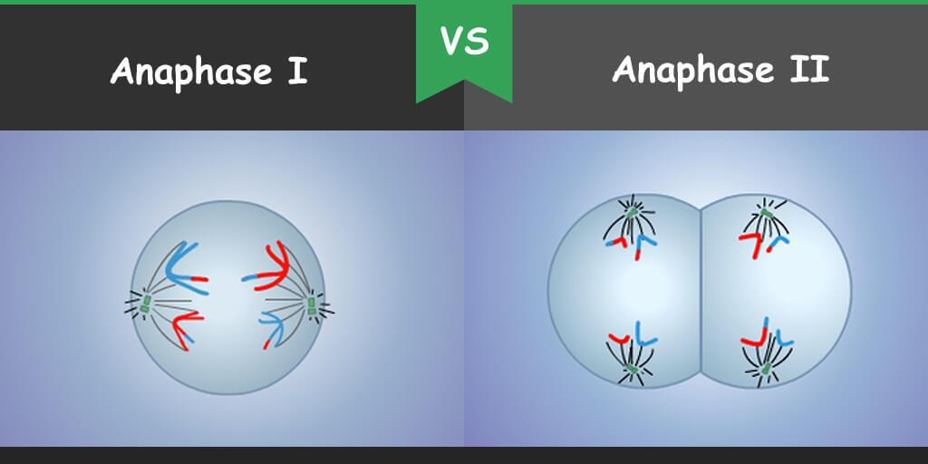 what happens during anaphase 1