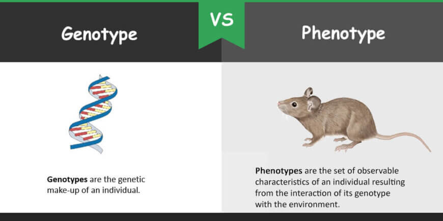 Genotype And Phenotype For Kids