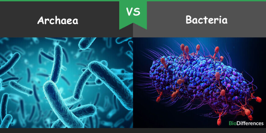 Difference between Archaea and Bacteria – Bio Differences