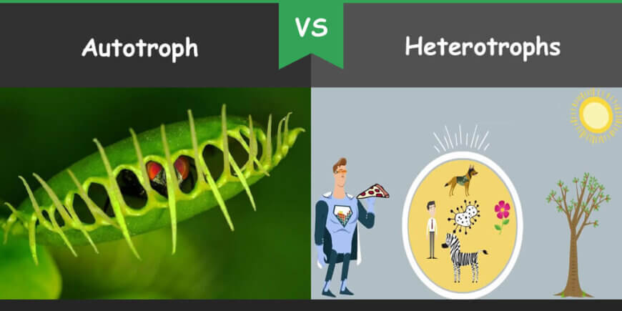 Difference between Heterotrophs and Autotroph Bio