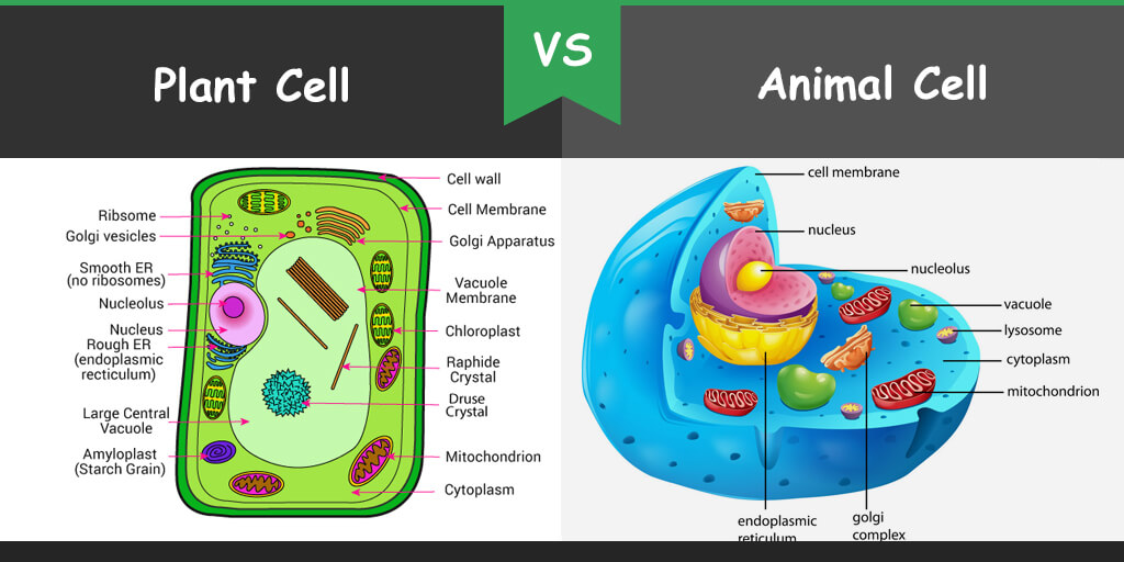 cytokinesis-plant-vs-animal-cytokinesis-definition-and-process-in-animal-and-plant-cells-the