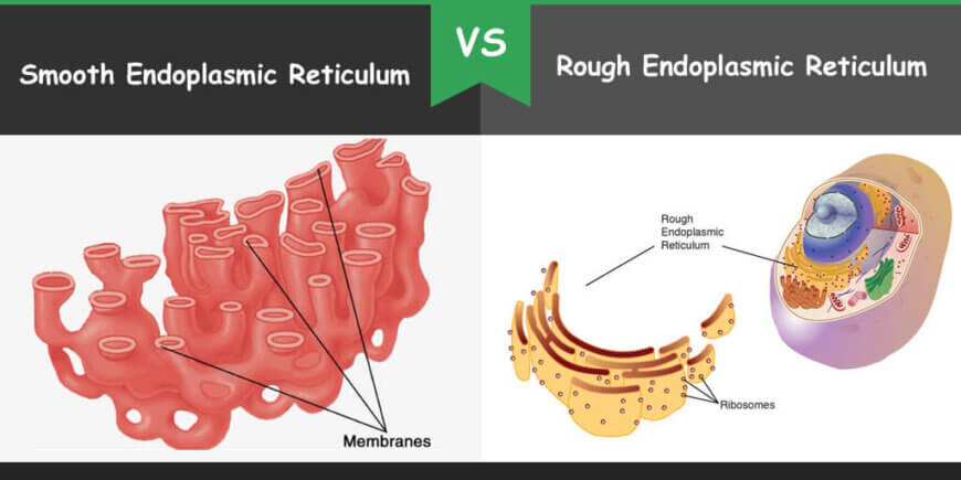 How Is Rough Endoplasmic Reticulum Different From Smooth Endoplasmic Reticulum