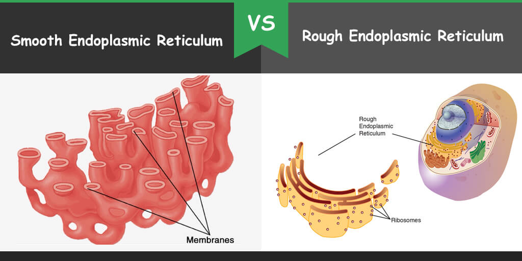 examples-of-endoplasmic-reticulum