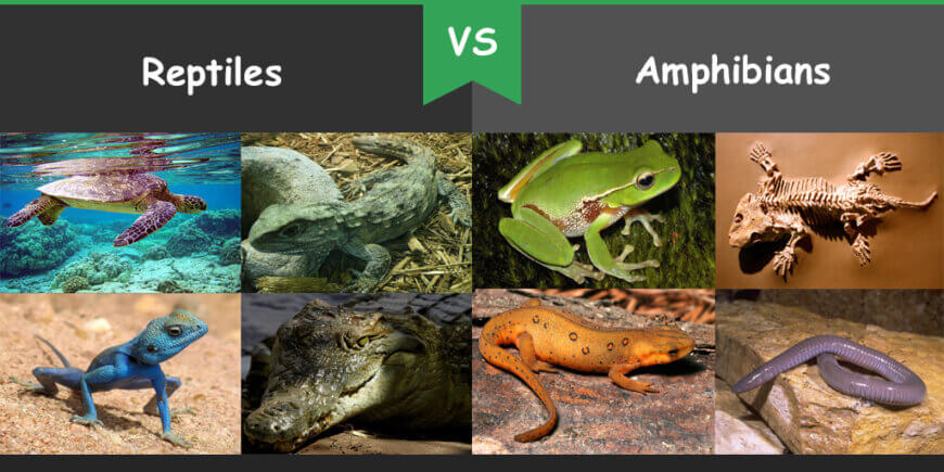 amphibian and reptile difference