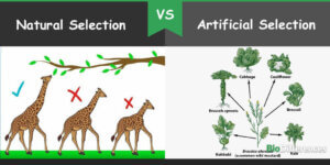 Difference between Natural and Artificial Selection – Bio Differences