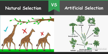 Difference Between Natural And Artificial Selection 445x223 
