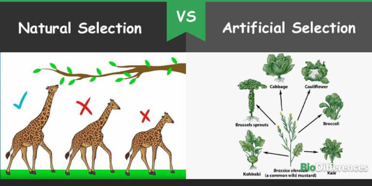 Difference Between Natural And Artificial Selection – Bio Differences