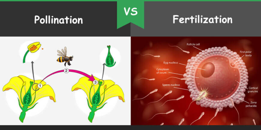 Difference Between Pollination And Fertilization Bio Differences