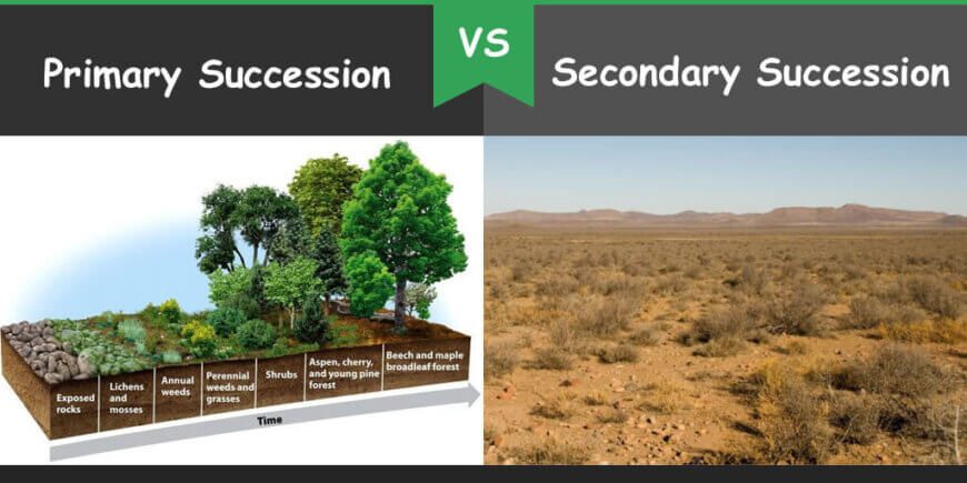what is the main difference between primary and secondary succession