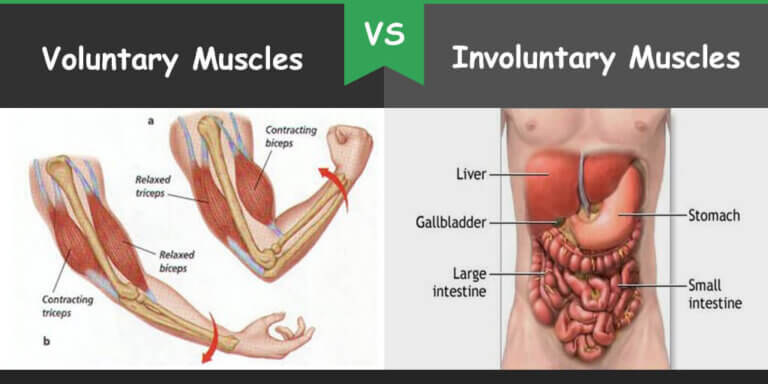 Difference Between Voluntary And Involuntary Muscles Bio Differences