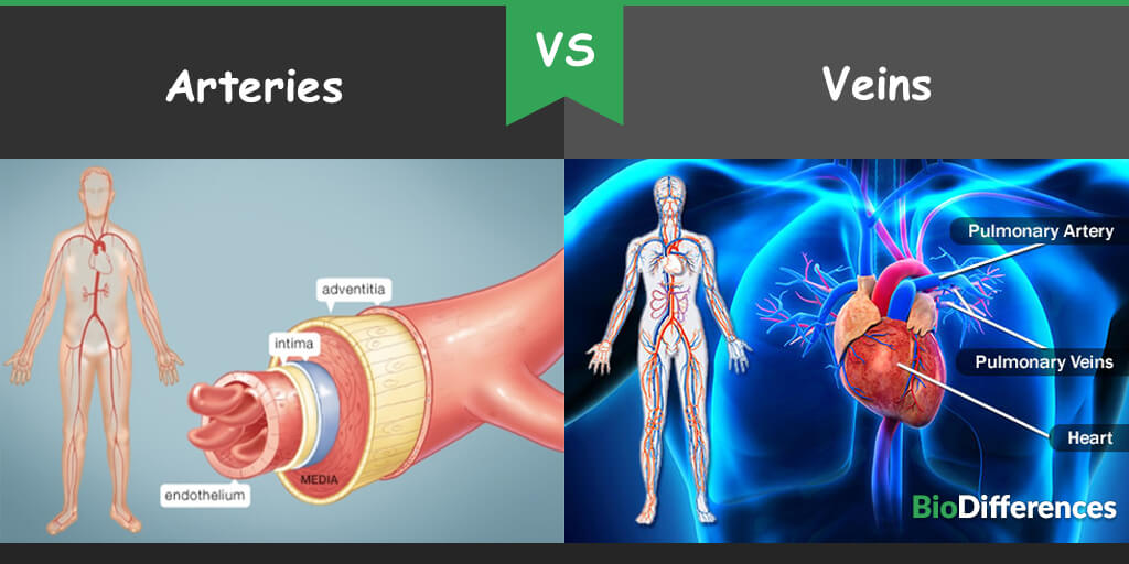 difference-between-arteries-and-veins-bio-differences