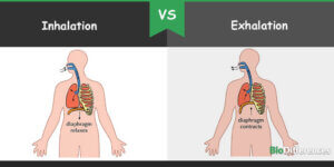 exhalation inhalation oxygen dioxide whereas