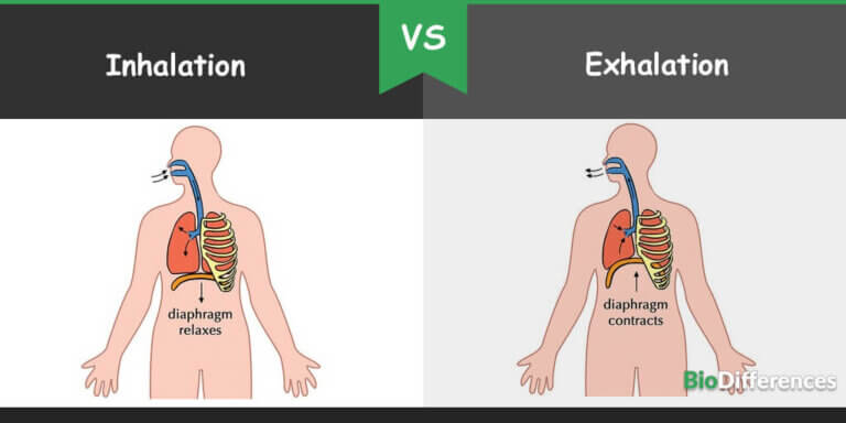 Inhalation Exhalation Diagram