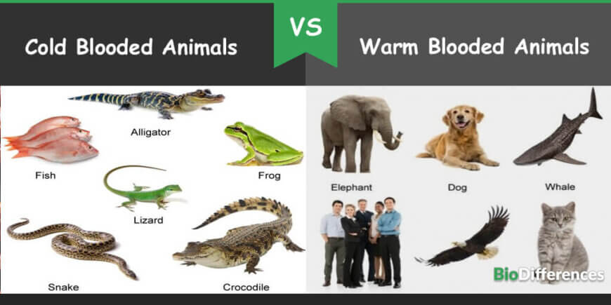 Difference between Cold-blooded and Warm-blooded Animals – Bio Differences