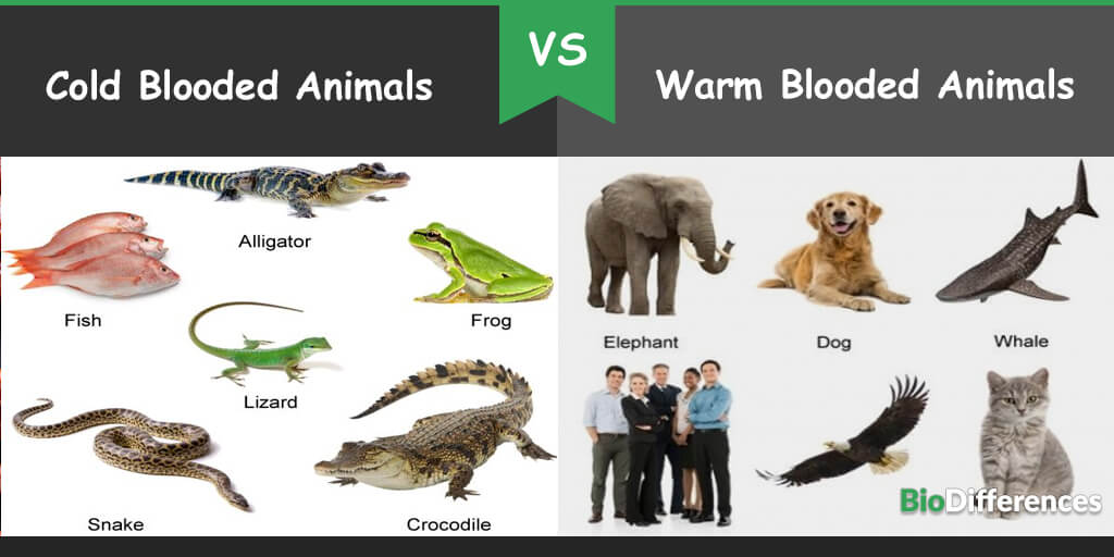 Difference between Coldblooded and Warmblooded Animals Bio Differences