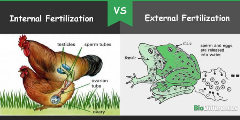 Difference Between Internal And External Fertilization Bio Differences