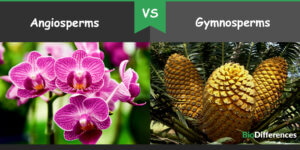 Difference Between Angiosperms and Gymnosperms – Bio Differences