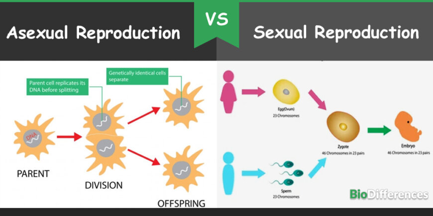Difference Between Asexual and Sexual Reproduction – Bio Differences