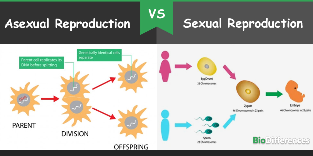 What Is Reproduction Asexual Reproduction Sexual Repr 4867