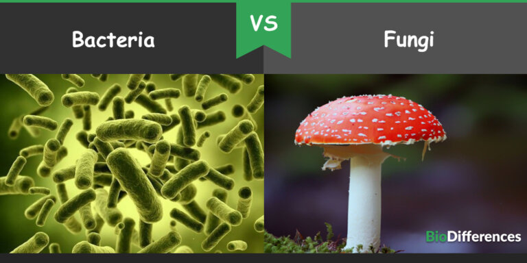 Difference Between Bacteria And Fungi – Bio Differences