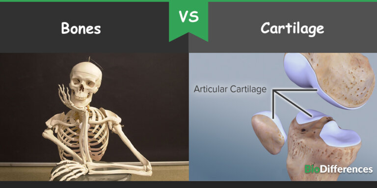 Difference Between Bones and Cartilage – Bio Differences