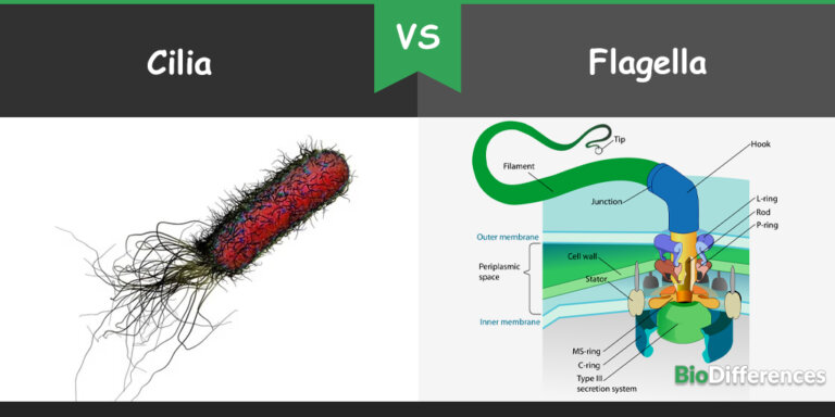 What Is The Difference Between The Function Of Flagella And Cilia