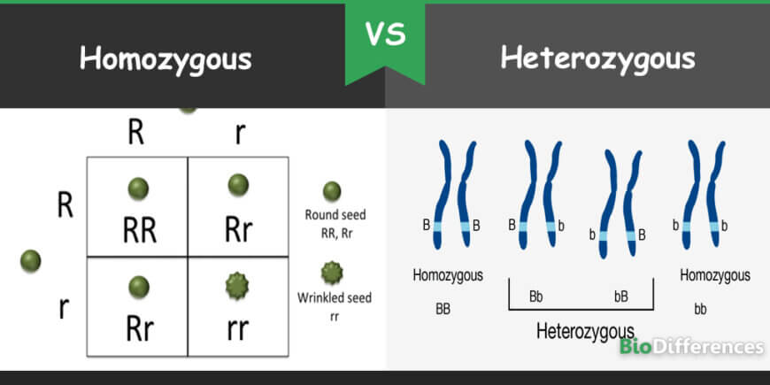 homozygous vs heterozygous