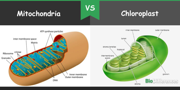 Why Do Plant Cells Require Both Chloroplasts And Mitochondria