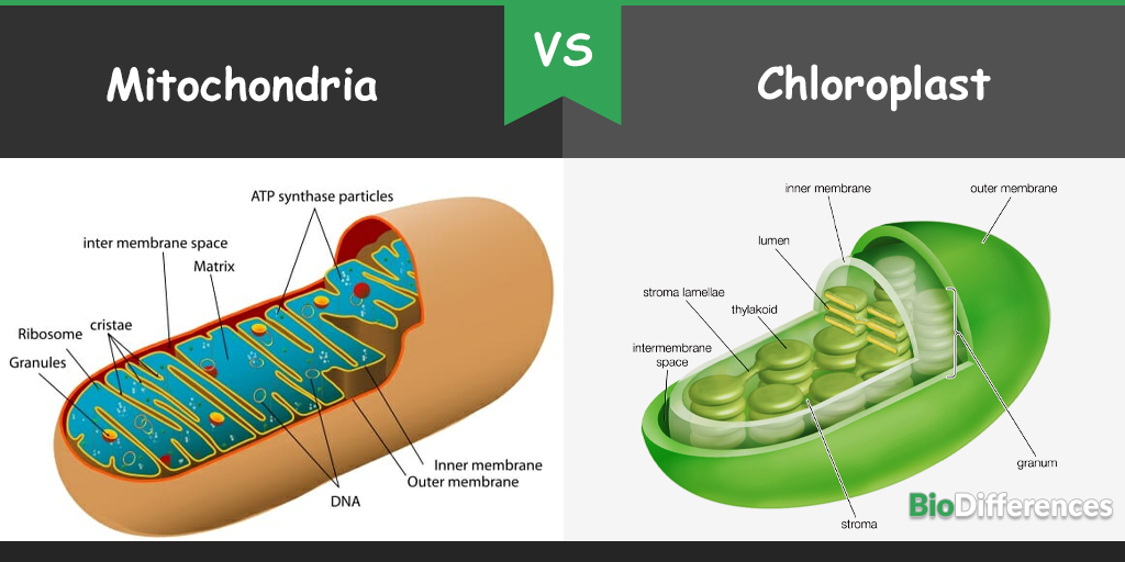 Difference Between Mitochondria And Chloroplast Bio Differences