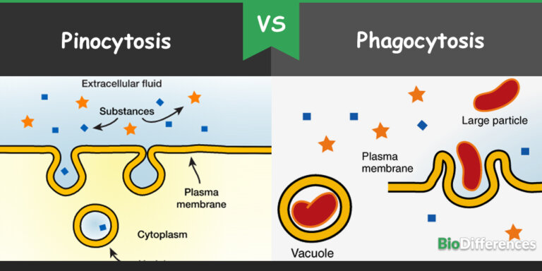 difference-between-pinocytosis-and-phagocytosis-bio-differences