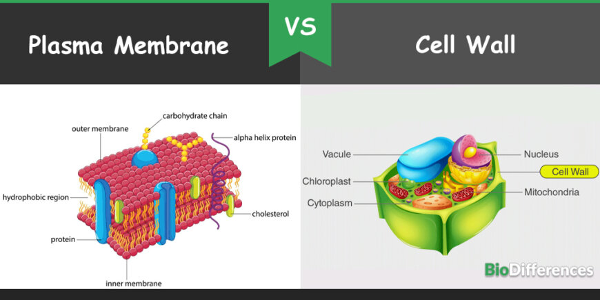 Difference Between Plasma Membrane And Cell Wall Bio Differences