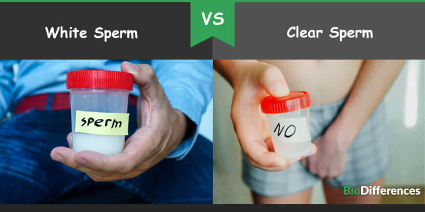 difference-between-white-sperm-and-clear-sperm-bio-differences