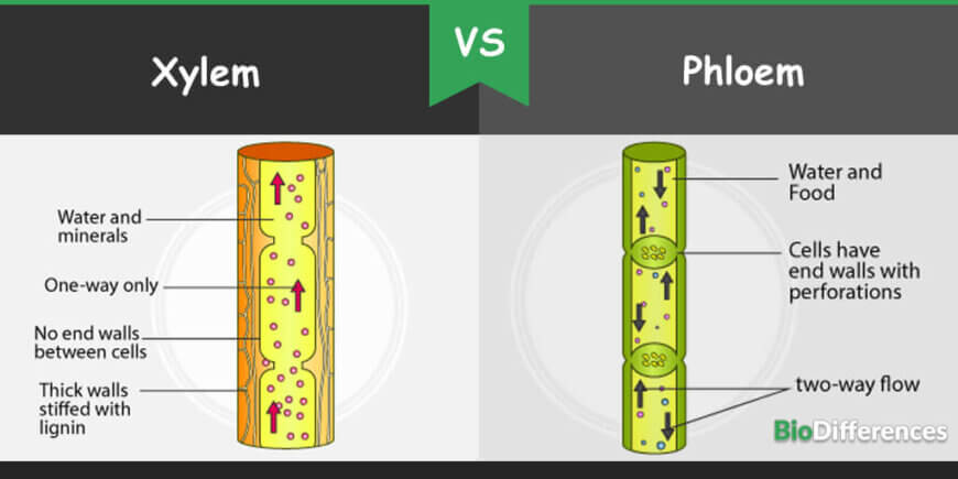 xylem and phloem vessels