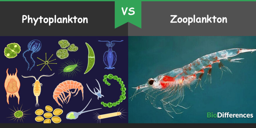 Difference Between Phytoplankton and Zooplankton – Bio Differences