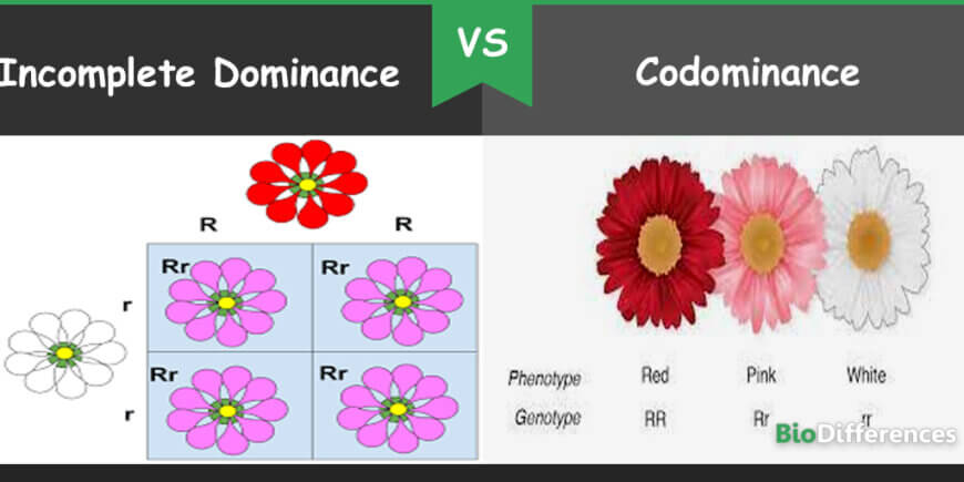 Difference Between Incomplete Dominance And Codominance Bio Differences