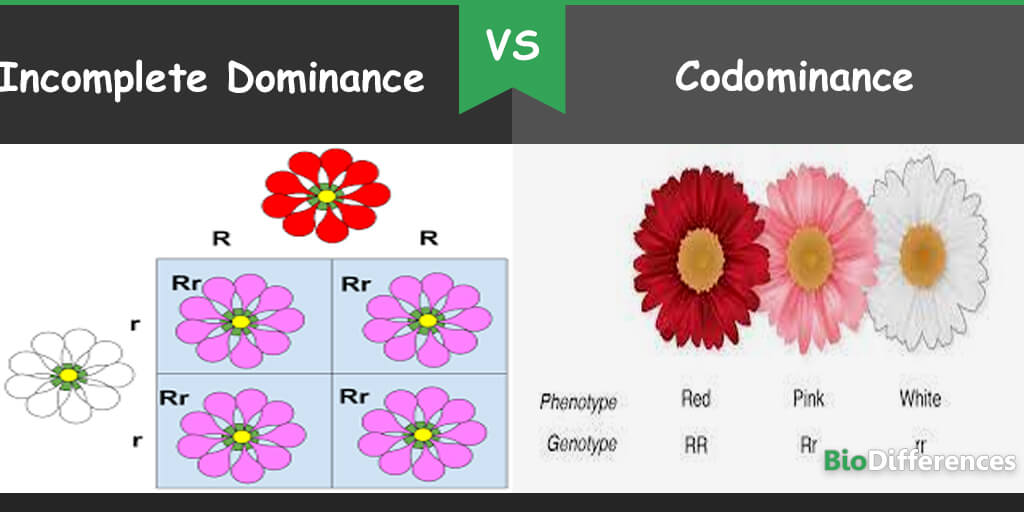 Difference Between Incomplete Dominance And Codominance Bio Differences